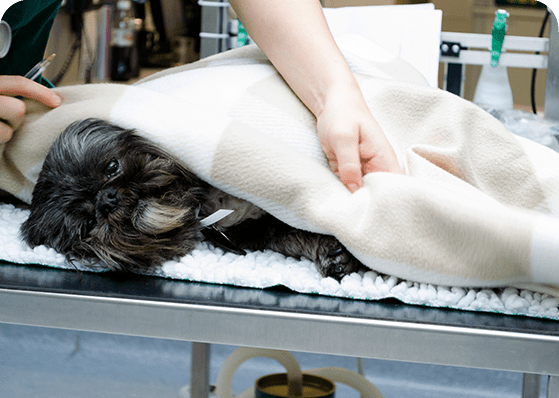 End Of Life Care