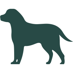 dogs