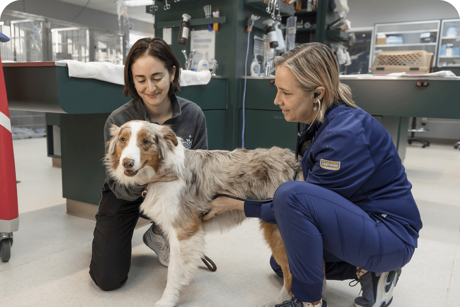 Absecon Veterinary Hospital Certification & Accreditation