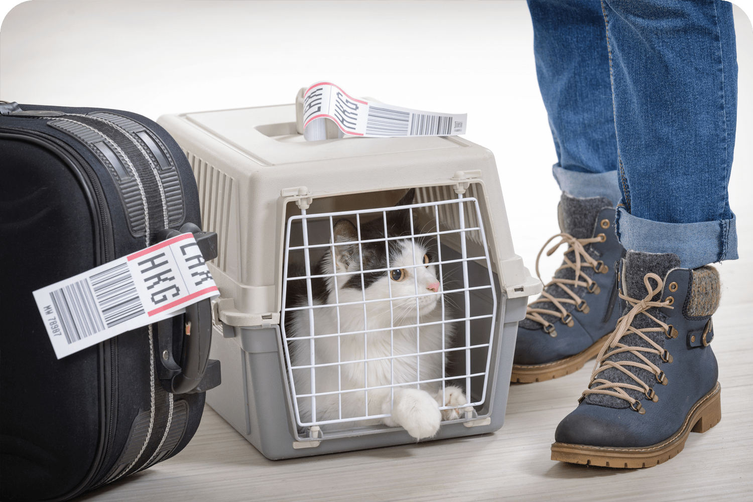 International Travel With Pets Outside of The Country