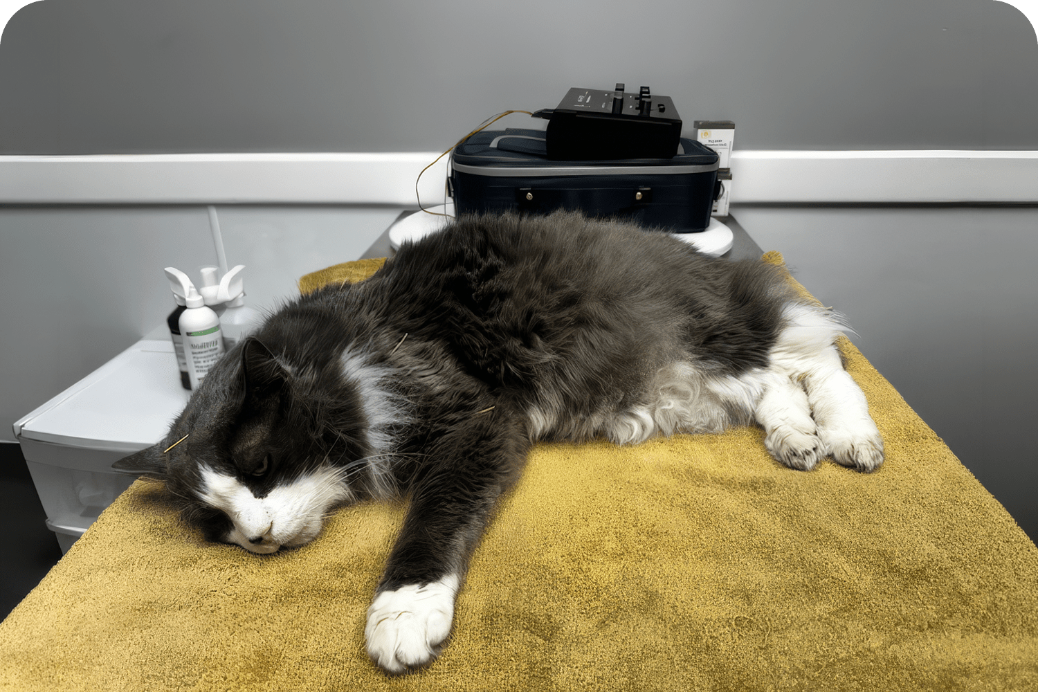 Anesthesia for Veterinary Surgery in Atlantic County