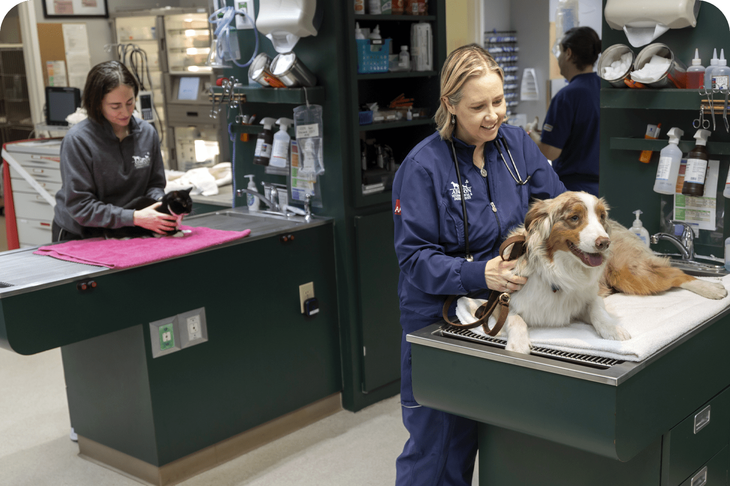 Beginning Planning for Travel With Pets