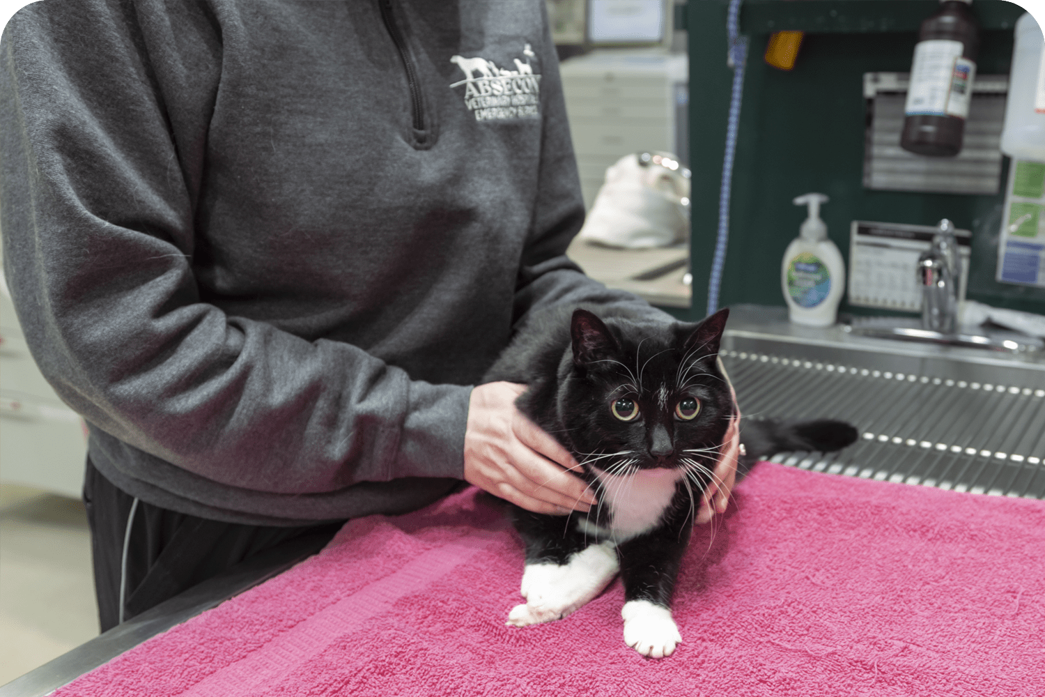 Cat Friendly Gold Standard Veterinary Hospital in Atlantic County, NJ