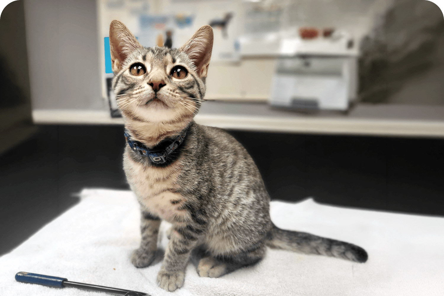 Cat Veterinary in Atlantic County