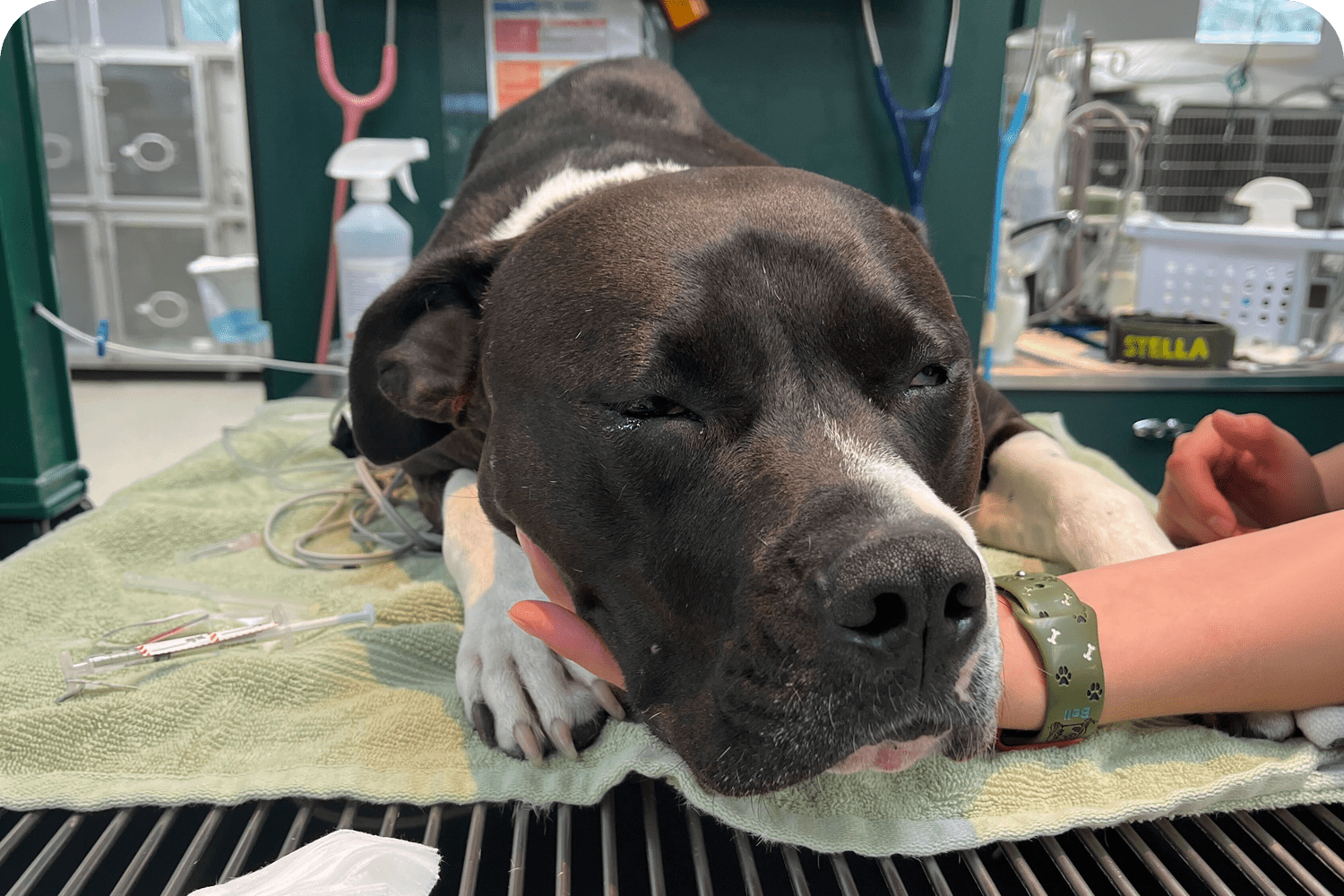 Surgical Care for Dogs in Atlantic County