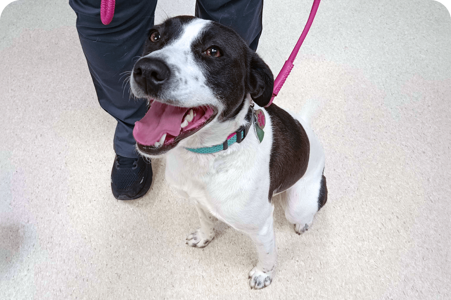 Dog Veterinary in Atlantic County