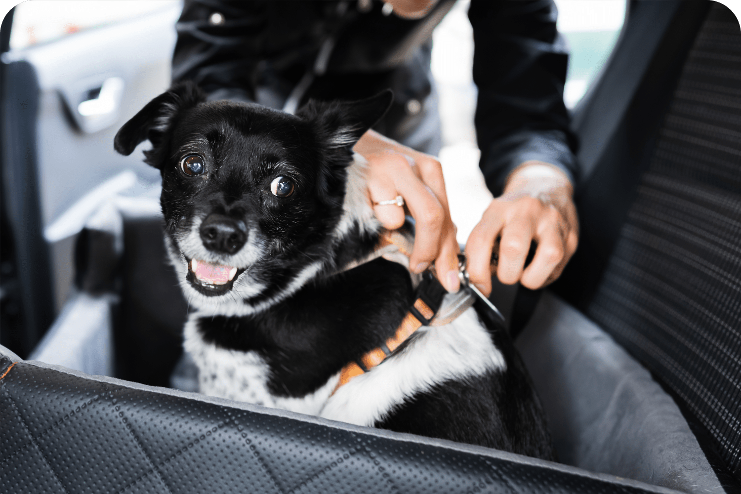 Domestic Travel With Pets