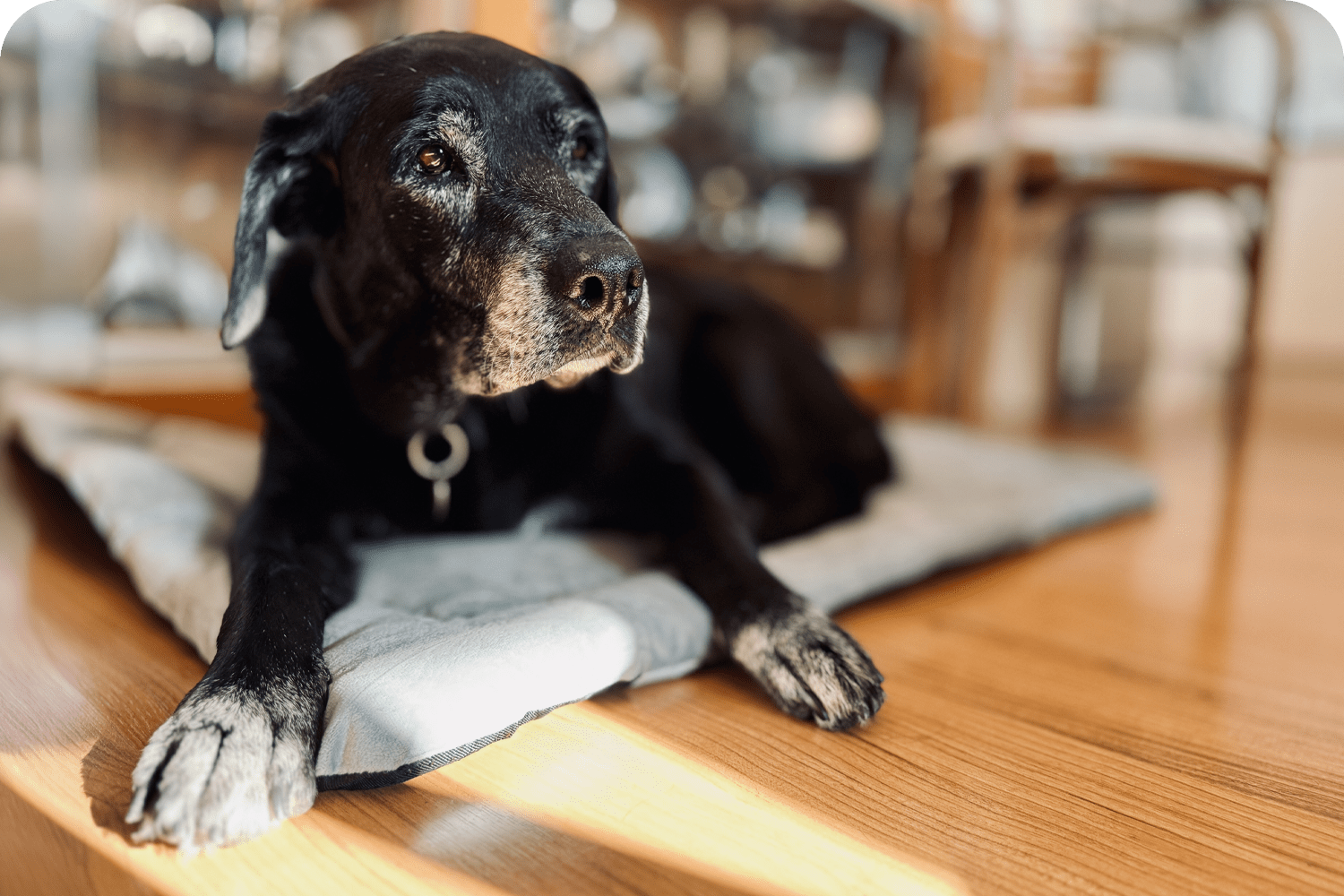 Atlantic County Pet End of Life Care