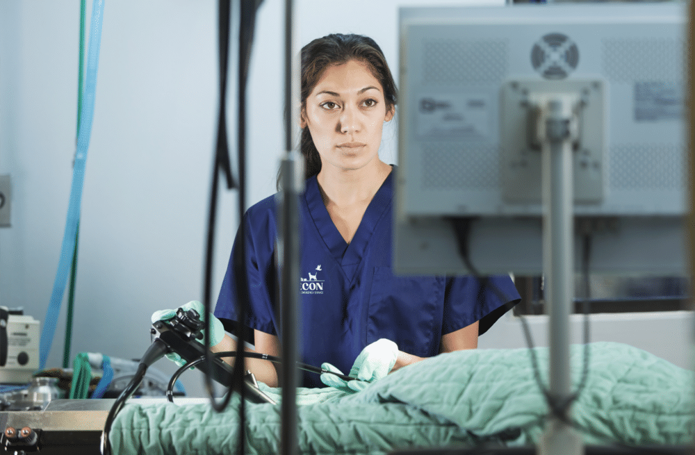 Endoscopy for Pets