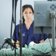 Endoscopy for Pets