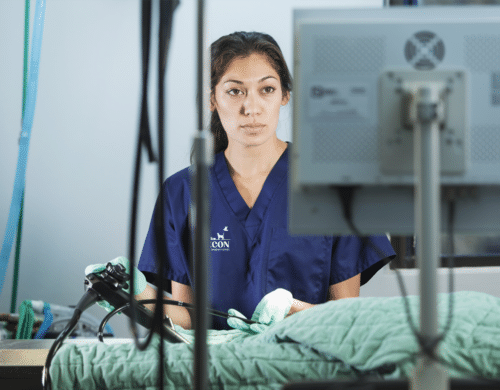 Endoscopy for Pets