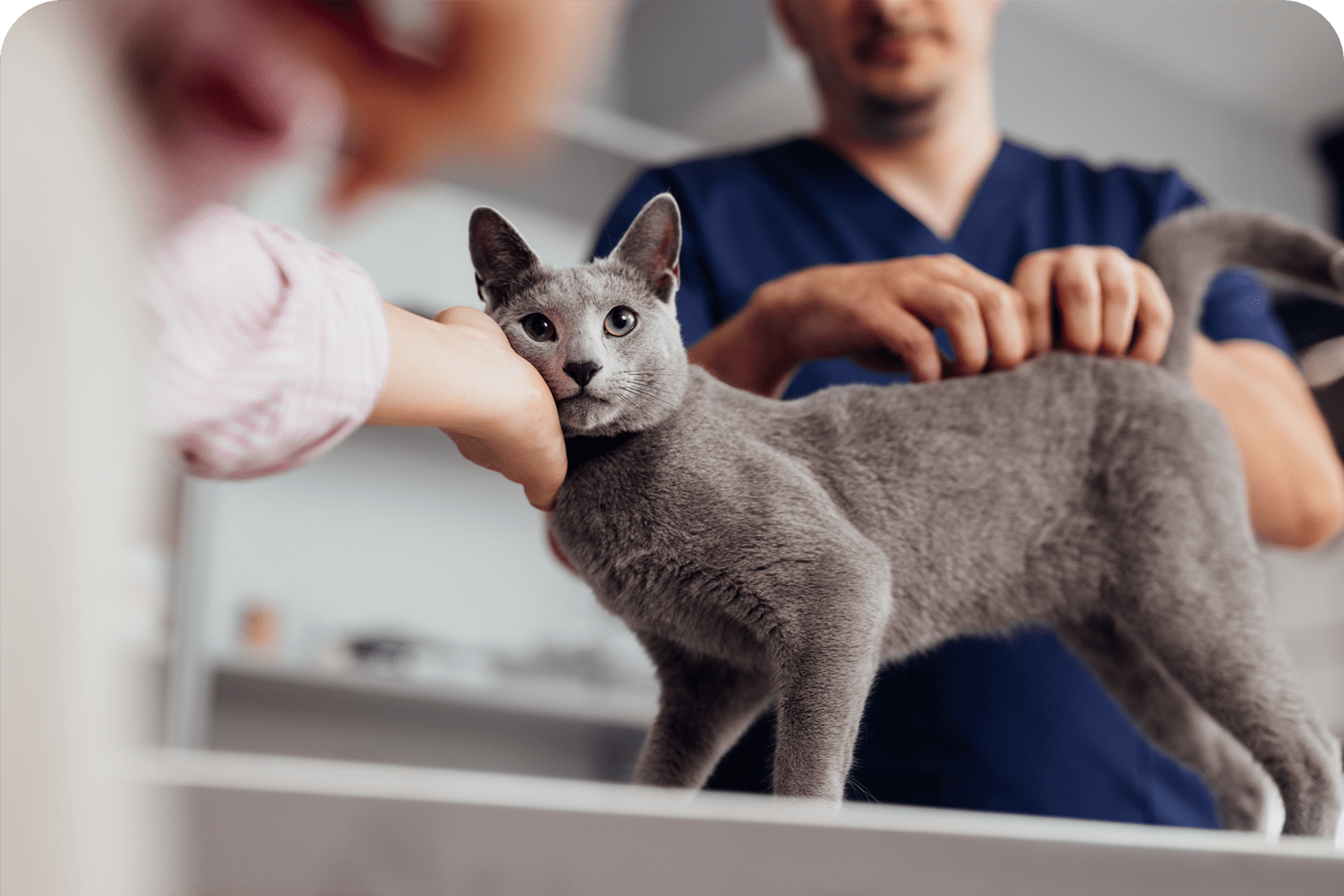 Mobile Veterinary Service in Atlantic County