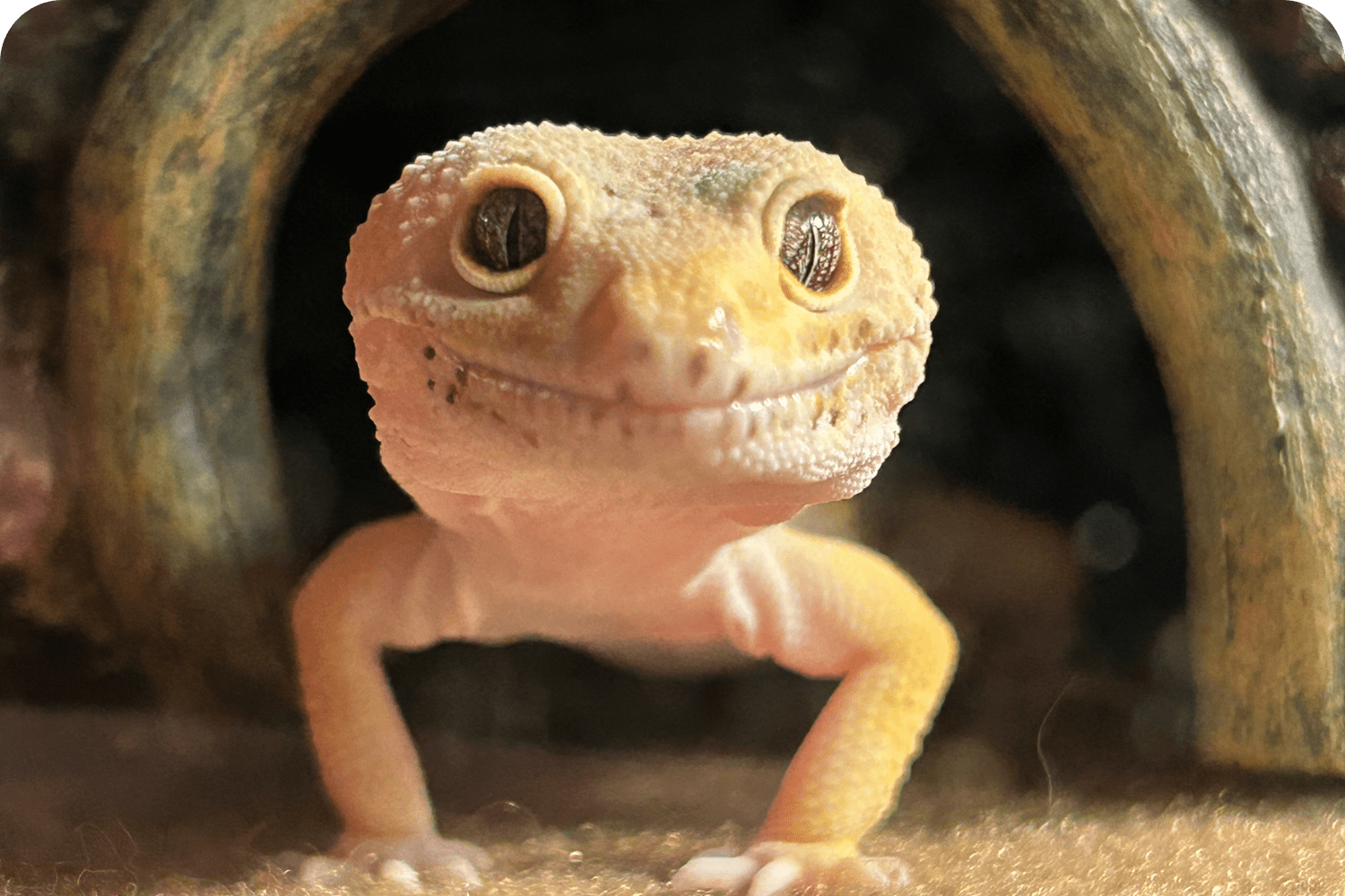 Flexible Veterinary Care Options in Atlantic County