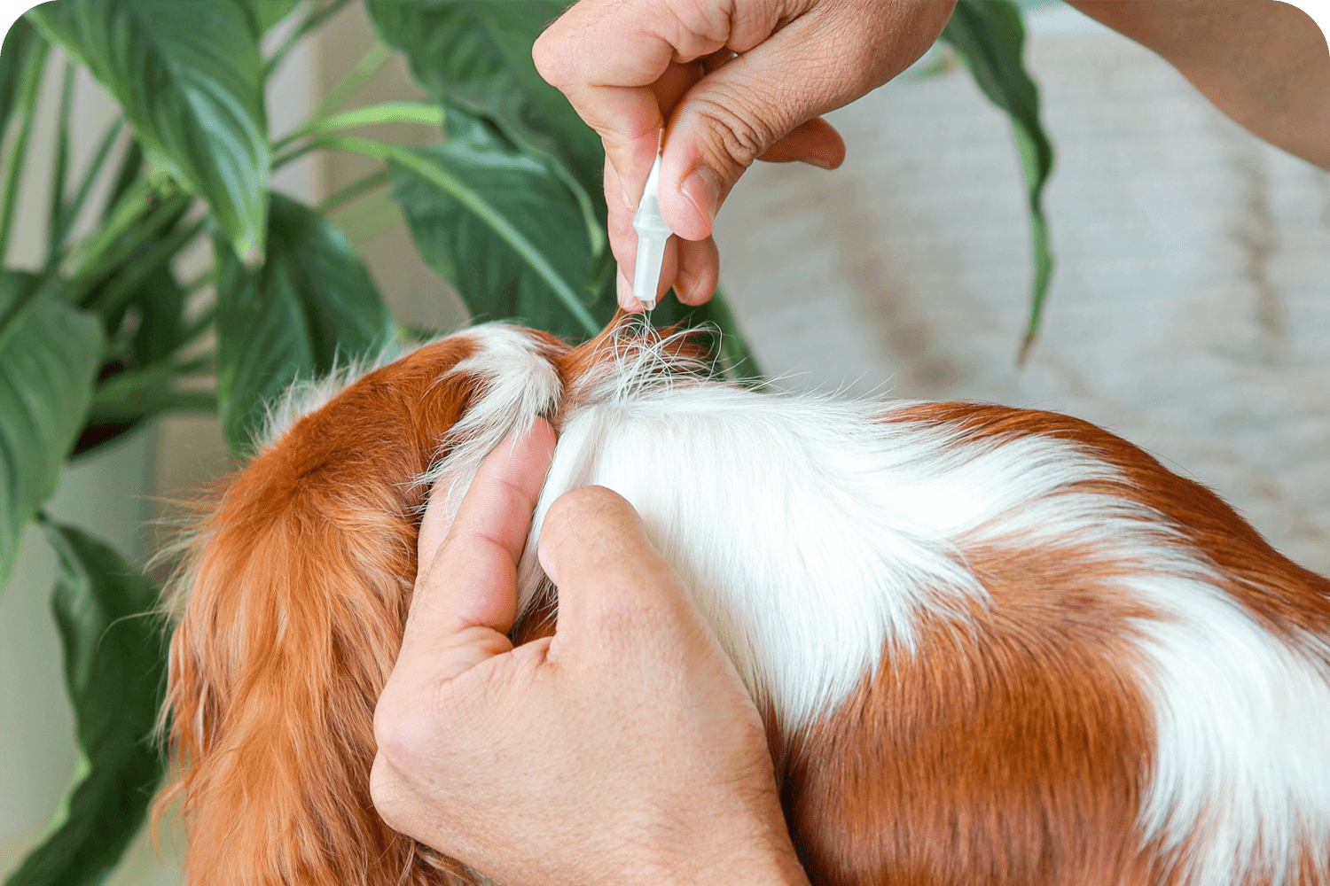 Parasite Prevention in Atlantic County