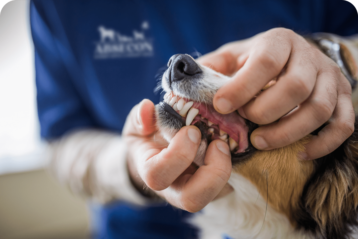 Atlantic County Veterinary Dentistry