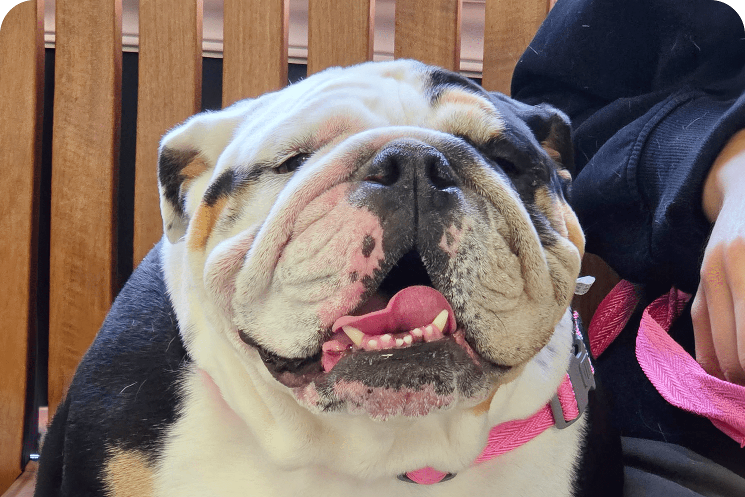 Pet Dentistry in Atlantic County