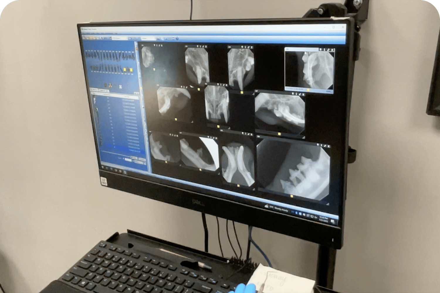 Veterinary Dentistry in Atlantic County For your Pet