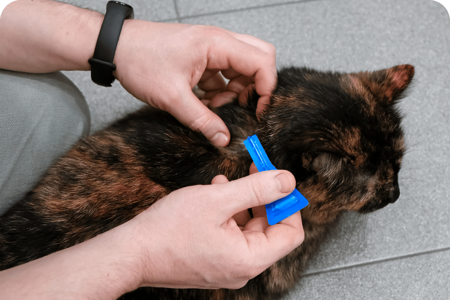 Year-Round Parasite Control for Cats in Atlantic County