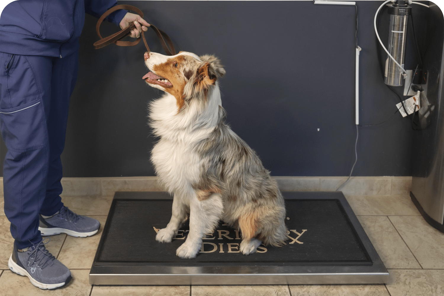 Preventative Veterinary Care For Dogs in Atlantic County