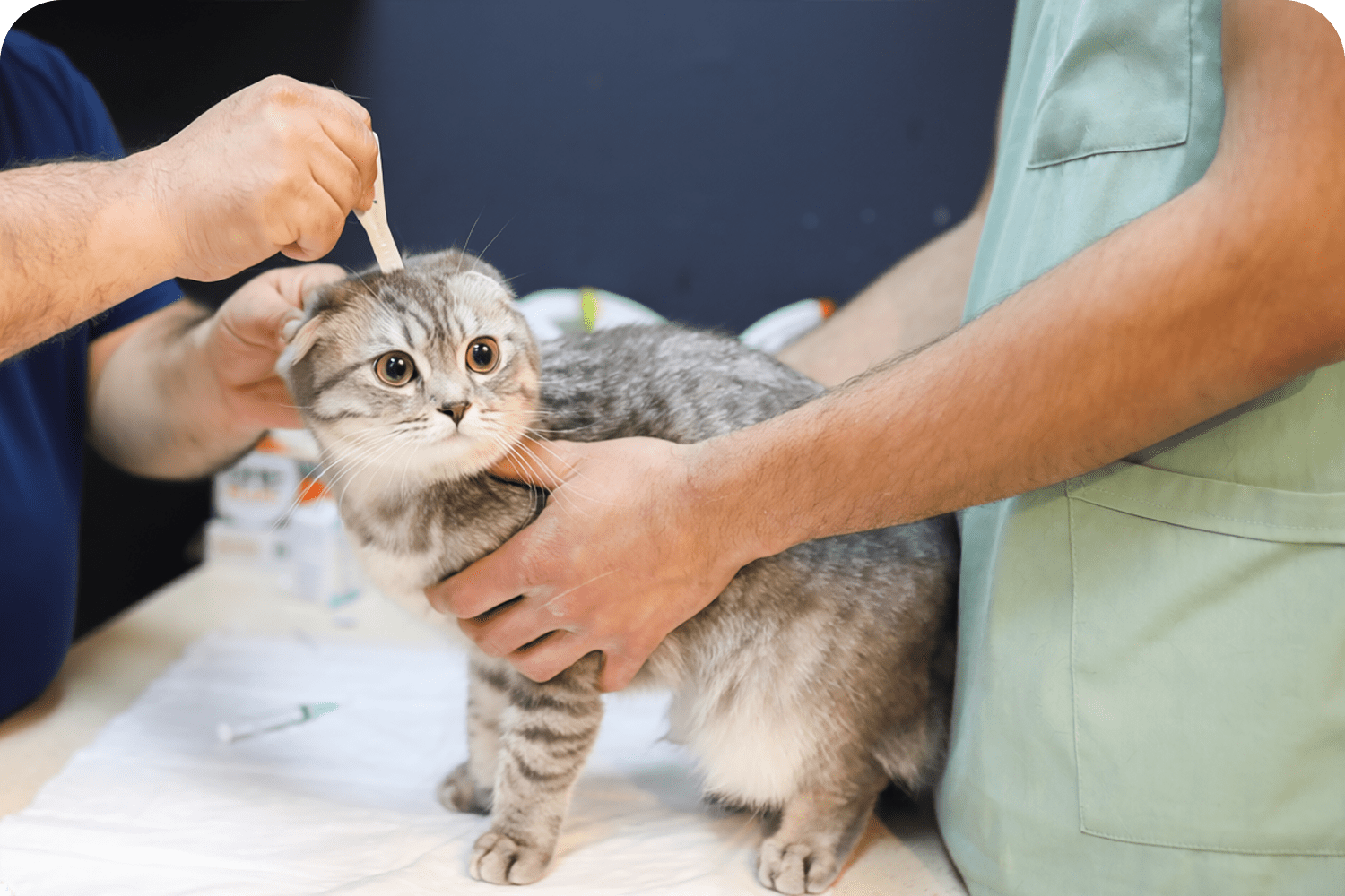 Parasite Prevention Vet in Atlantic County, NJ