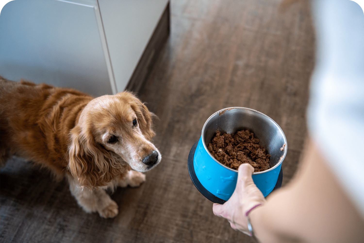 Pet Nutrition & Care in Atlantic County