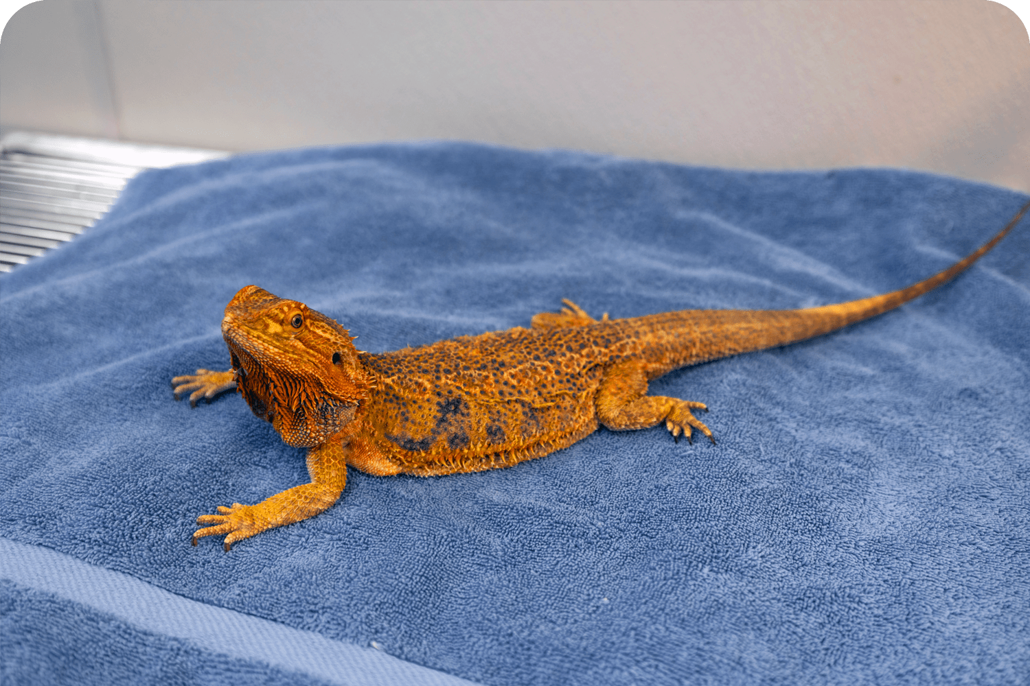 Reptile Vet in Atlantic County