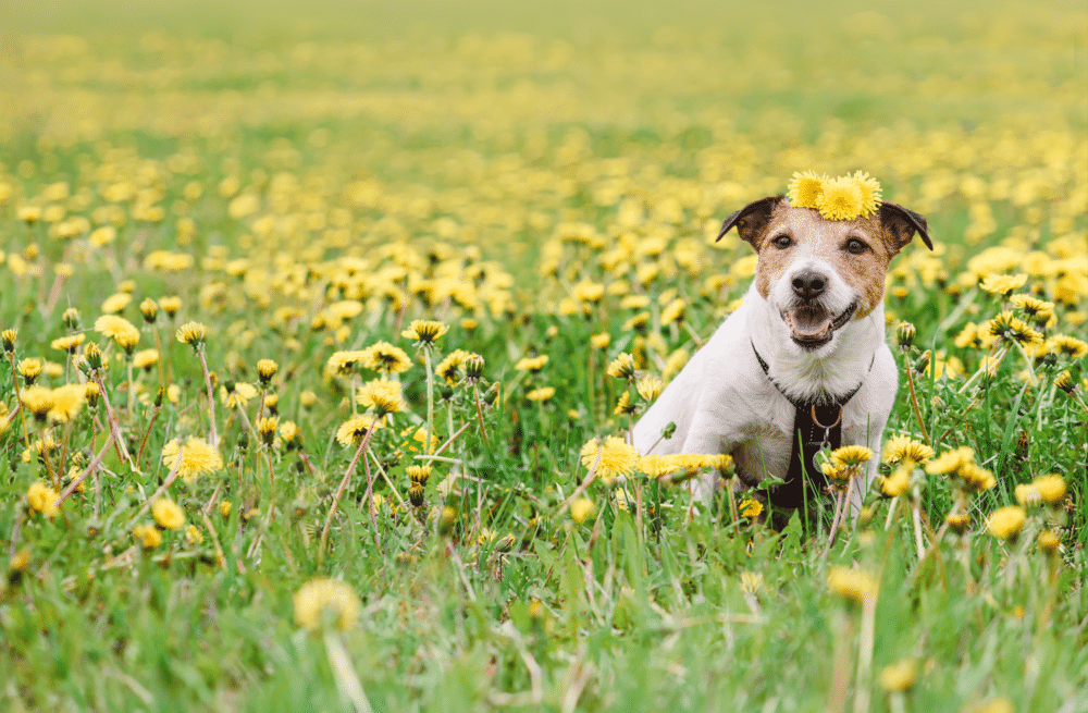 Your Guide to Spring Dog Health Tips