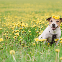 Your Guide to Spring Dog Health Tips