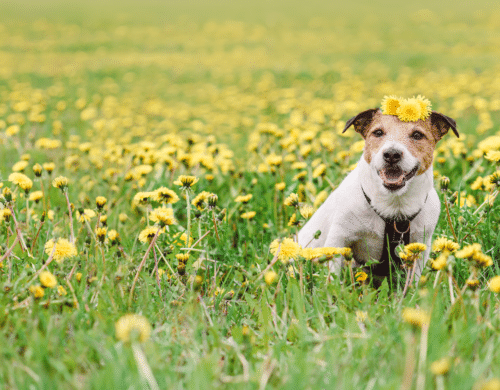 Your Guide to Spring Dog Health Tips
