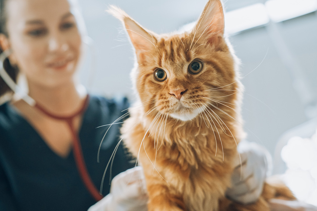 Atlantic County Veterinary and Animal Hospital